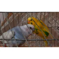 مرغ عشق
