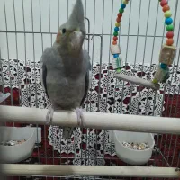 عروس هلندی ماده