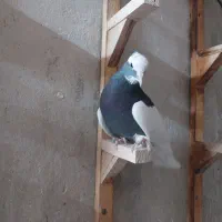 دسته کرمانی بهبهانی|پرنده|شیراز, حومه شیراز|دیوار