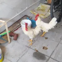 خروس بالغ
