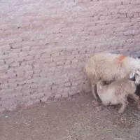 میش وبره|حیوانات مزرعه|تربت جام, جامرود|دیوار