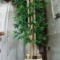 درختچه تزئینی