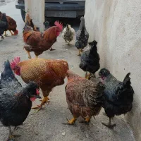 مرغ و خروس محلی