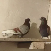 8جفت کفتر خوب