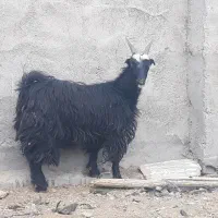بز و کلار