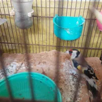 سهره سره رسمی