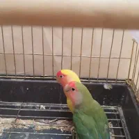 کوتوله برزیلی