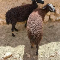 گوسفند|حیوانات مزرعه|ماهنشان, |دیوار