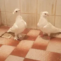 واگذاری پرنده