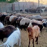 فروش گوسفند|حیوانات مزرعه|تهران, حسن‌آباد|دیوار