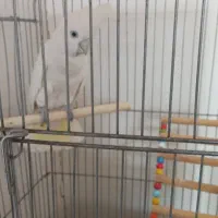 طوطی کآکادو