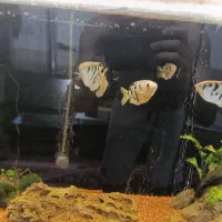 ارچر فیش و ...