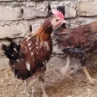 فروش و معاوضه تعدادی خروس گلین اصل