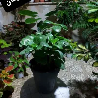 فروش گل از ۴۰ تومان تا ۱۵۰ تومان|گل و گیاه طبیعی|شاهرود, |دیوار