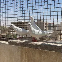 باسلام|پرنده|گلستان (تهران), |دیوار