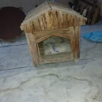 لونه سگ
