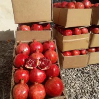 انار دون قرمز آبدار ساوه بصورت عمده|حراج|ساوه, |دیوار