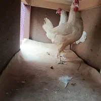 مرغ