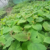 نهال کیوی خیاری اماده قلم
