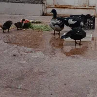 اردک روسی