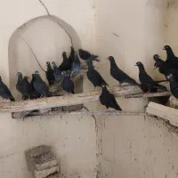 کبوتر پلاکی|پرنده|اصفهان, ارغوانیه|دیوار