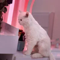 گربه پرشین ماده ۱ سال و ۶ ماه