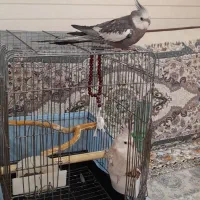 عروس هلندی جفت ایزابلا