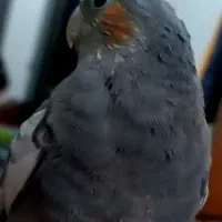 عروس هلندی|پرنده|باخزر, |دیوار