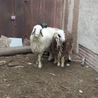 بره چاق درجه ۱|حیوانات مزرعه|یزد, |دیوار