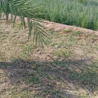 بذر علف یونجه|گل و گیاه طبیعی|کهنوج, |دیوار