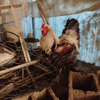 خروس برهما ۹ ماهه|حیوانات مزرعه|پاکدشت, پاکدشت (مامازند)|دیوار