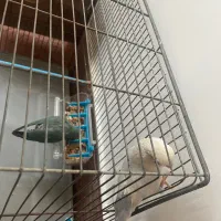 طوطی برزیلی جفت آماده