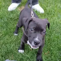 سگ امریکن پیت بول تریر