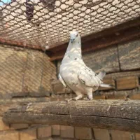 سه تا نر دورگ|پرنده|بهبهان, |دیوار