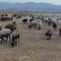 فروش گوسفند نژاد شال ب تعداد100راس|حیوانات مزرعه|ضیاء آباد, |دیوار