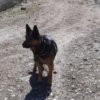 سگ ژرمن ماده قوی باهوش