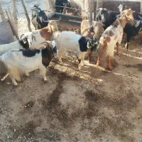 باسلام تعداد10رس بزجوان توشتیرسالم بشرط|حیوانات مزرعه|درب گنبد, |دیوار