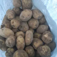 سیب زمینی بذری