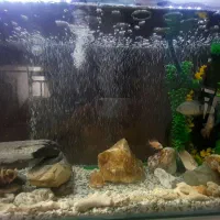 ماهی اکواریومی کوشتخار