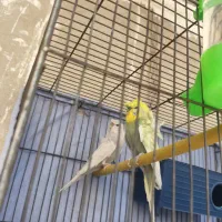 مرغ عشق پروانه ای|پرنده|الوند, |دیوار