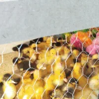 رنگی رسمی اردک رسید