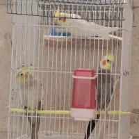 عروس هلندی لوتینو، ابلق نقره ای و سیامون