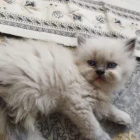 بچه گربه پرشین اشرافی خالص چشم ابی|گربه|چهاردانگه (تهران), |دیوار