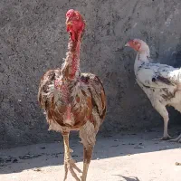 خروس لاری