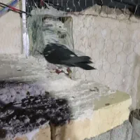 کبوتر|پرنده|کوار, |دیوار