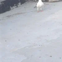 کبوتر نر پلنگ