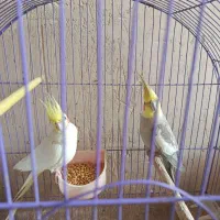 فروشی عروس هلندی نرو ماده