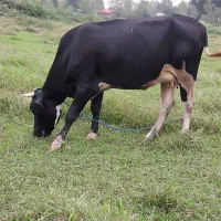 گاو ۴ماه شکم آمپول مونت بیلیارد زدم ق ۳۲۰میلیون