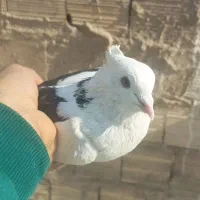 کفتر پرشی پشت دار سیاه ماده|پرنده|تهران, شهرک غزالی|دیوار