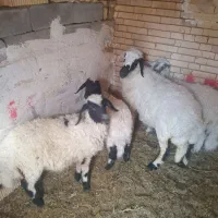 میش وبره ها